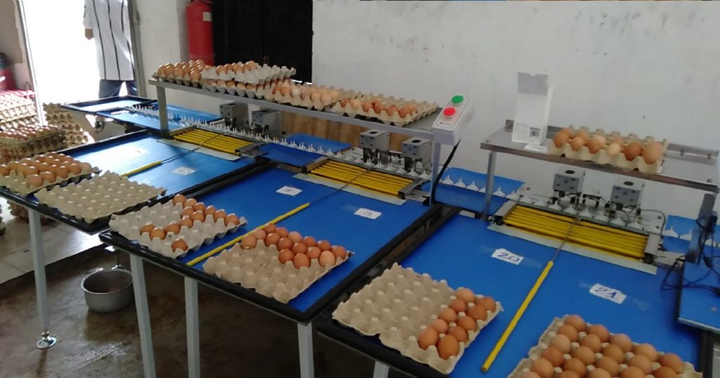 Máy Phân Loại Trứng Gà