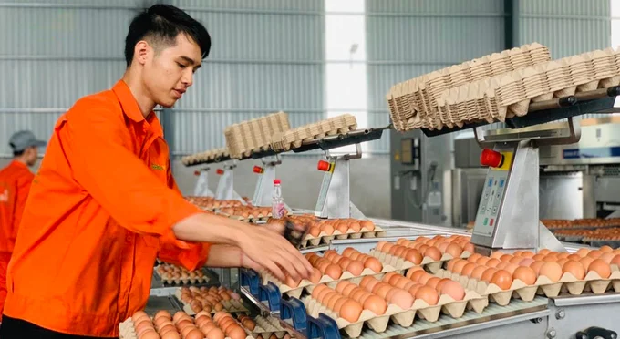 Máy Phân Loại Trứng Gà