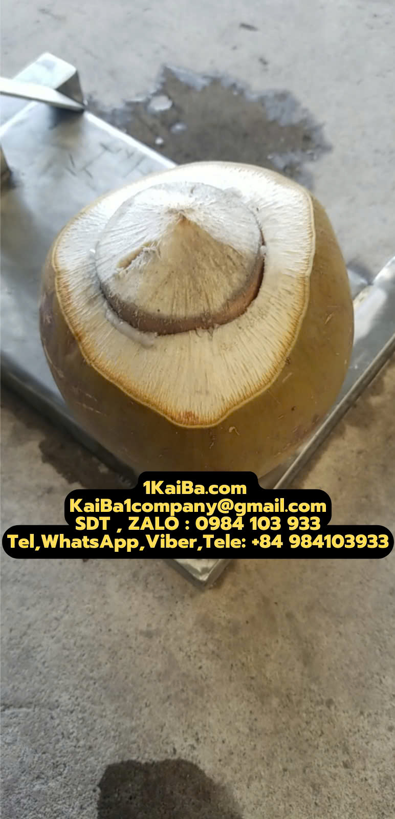 máy ép lỗ dừa rau câu