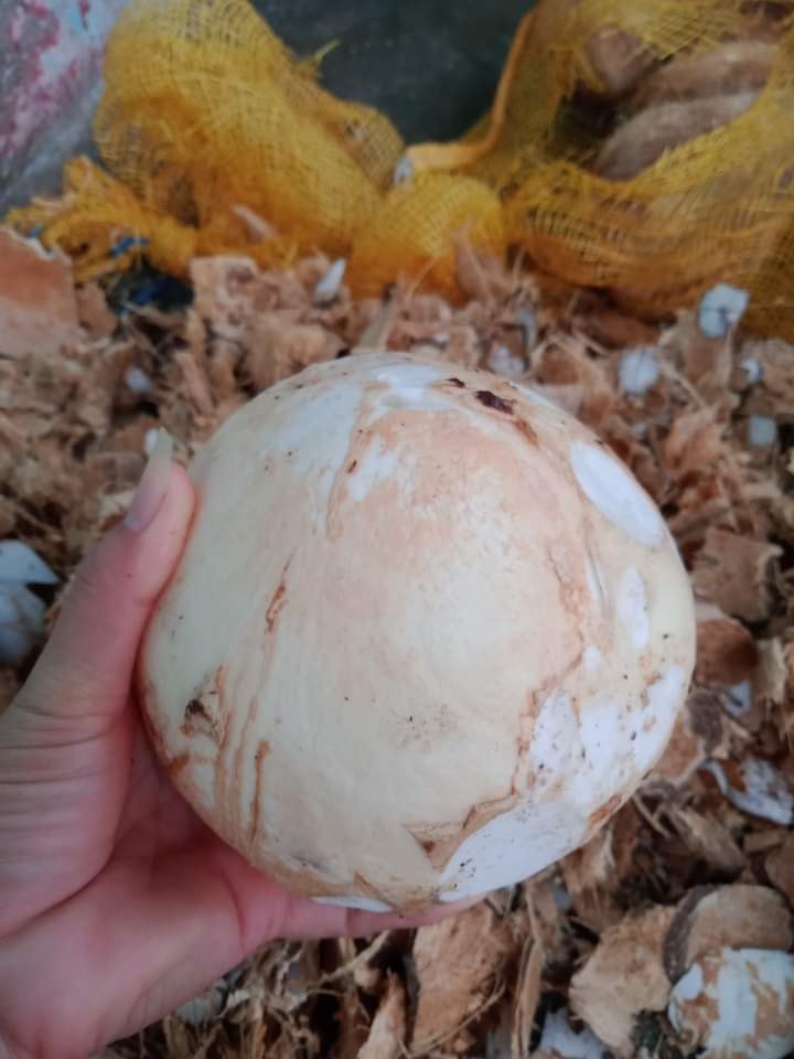 tách gáo dừa